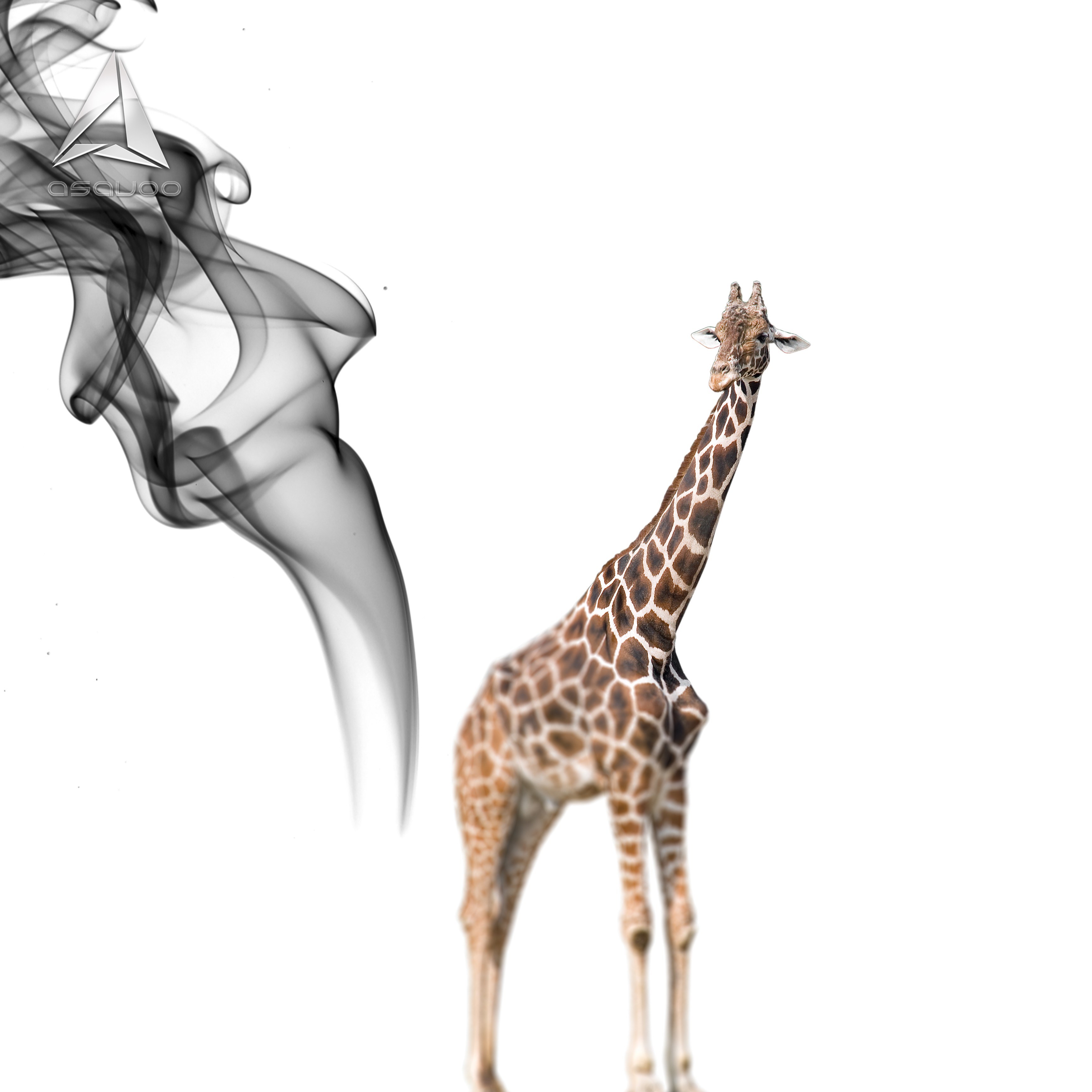 giraffe with smoke swirl