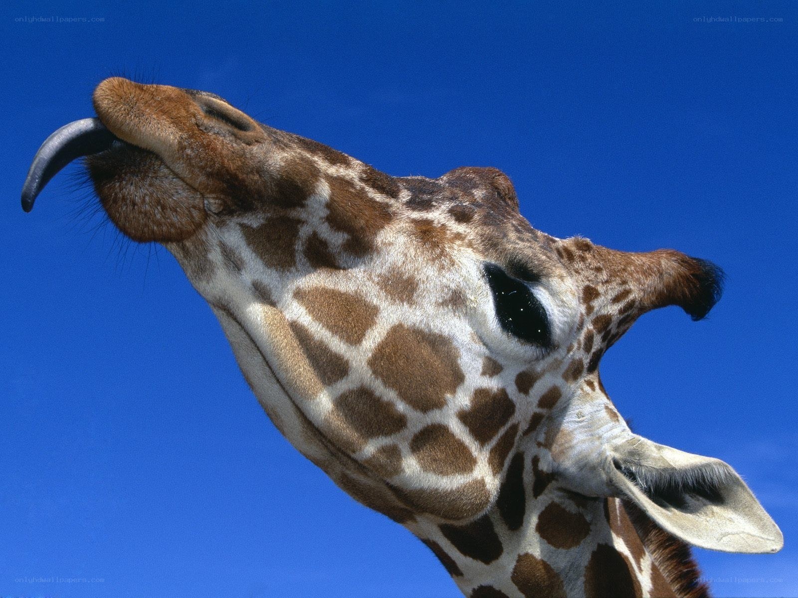 Giraffe with tongue out