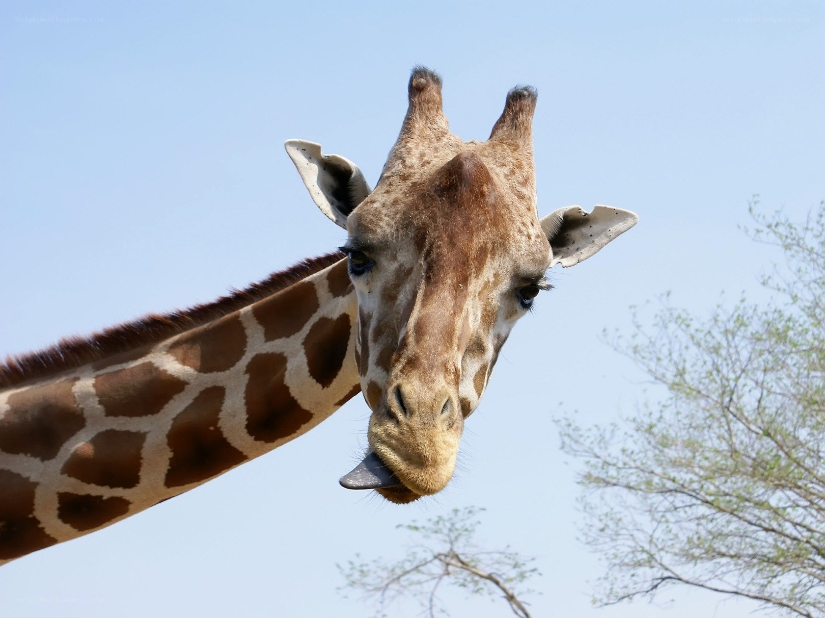 Giraffe with tongue out