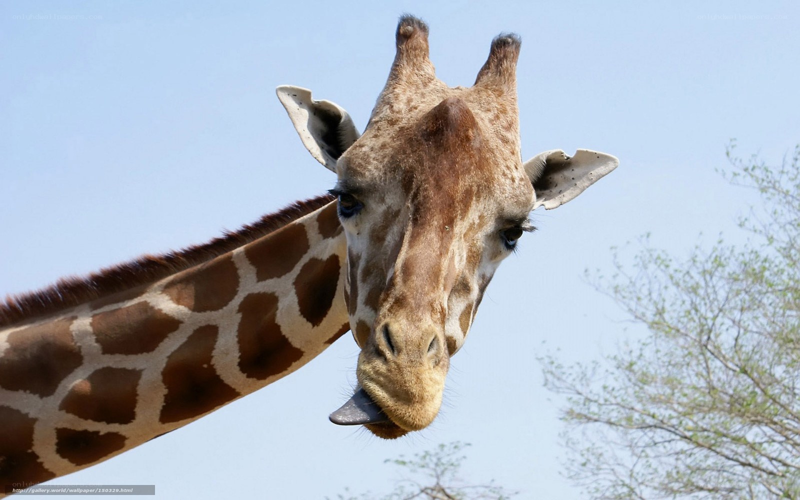 Giraffe with tongue out