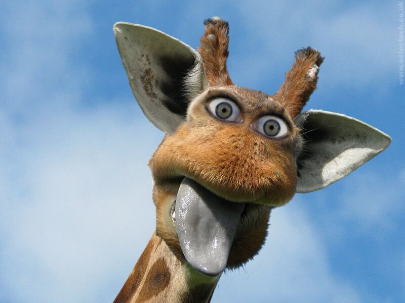 giraffe with wide eyes and long tongue