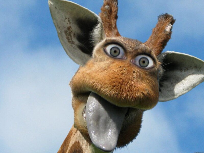 Giraffe with Wide Eyes