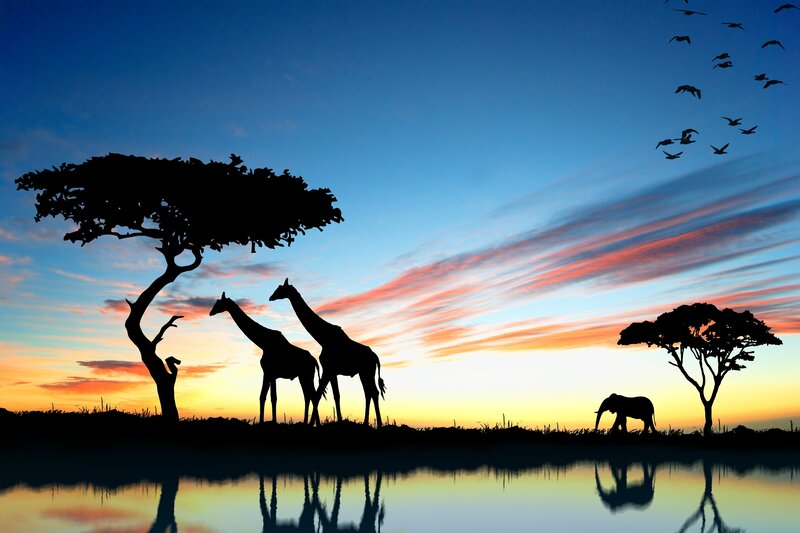 Giraffes and Elephant — Blue, Serene