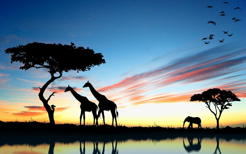 Giraffes and Elephant