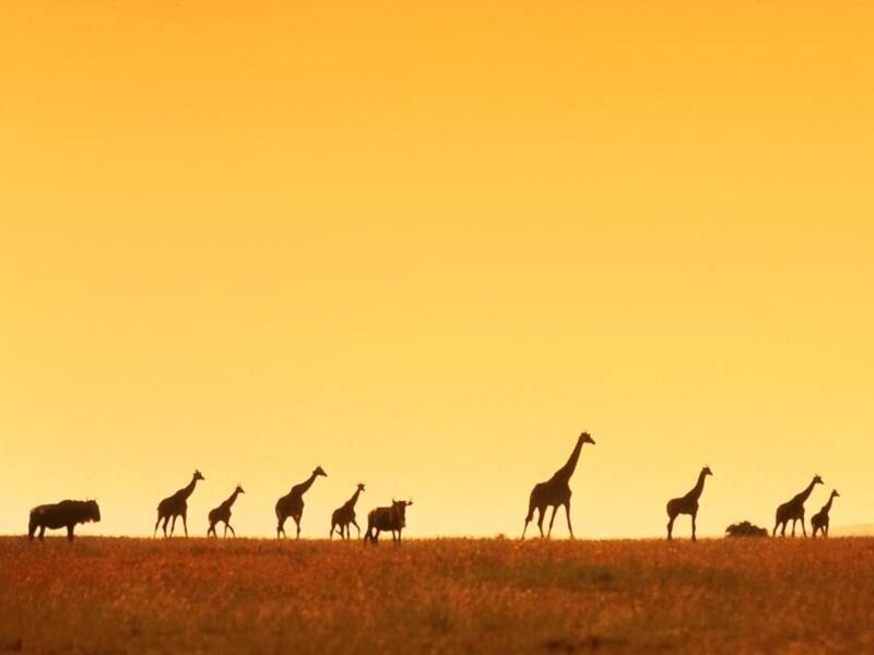 giraffes and wildebeests at sunset