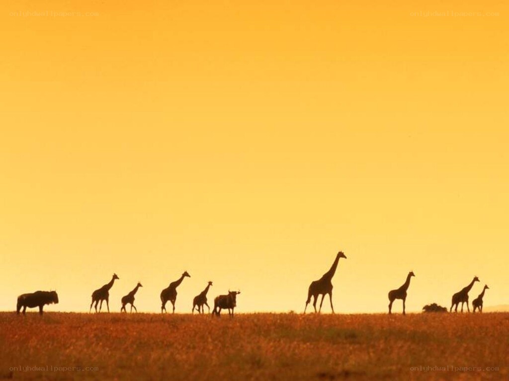 giraffes and wildebeests at sunset