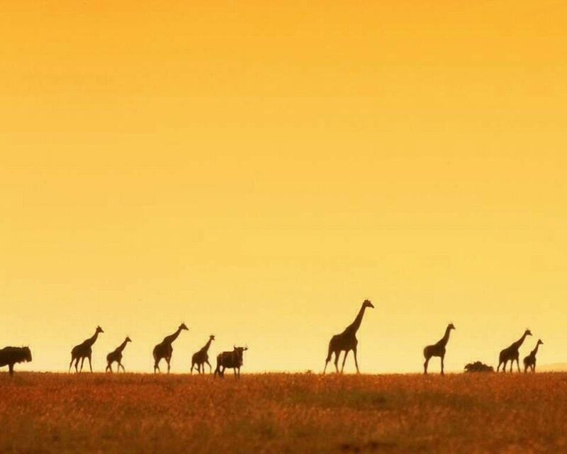 Giraffes and Wildebeests