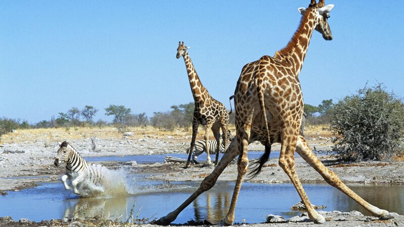 Giraffes and zebra at a waterhole