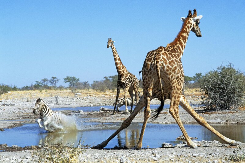 Giraffes and zebras at a waterhole