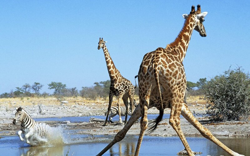 Giraffes and zebras at a waterhole