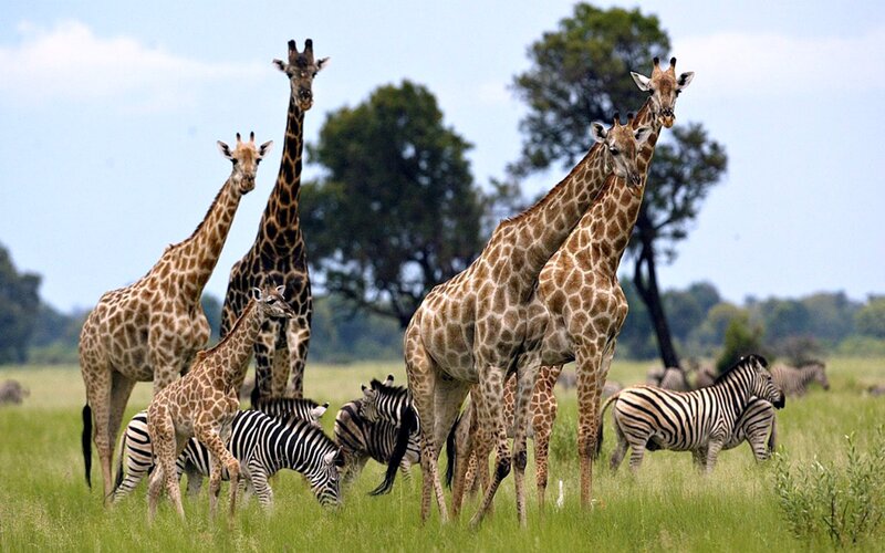 Giraffes and Zebras — Green
