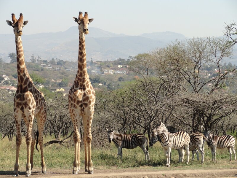 Giraffes and zebras in a savanna