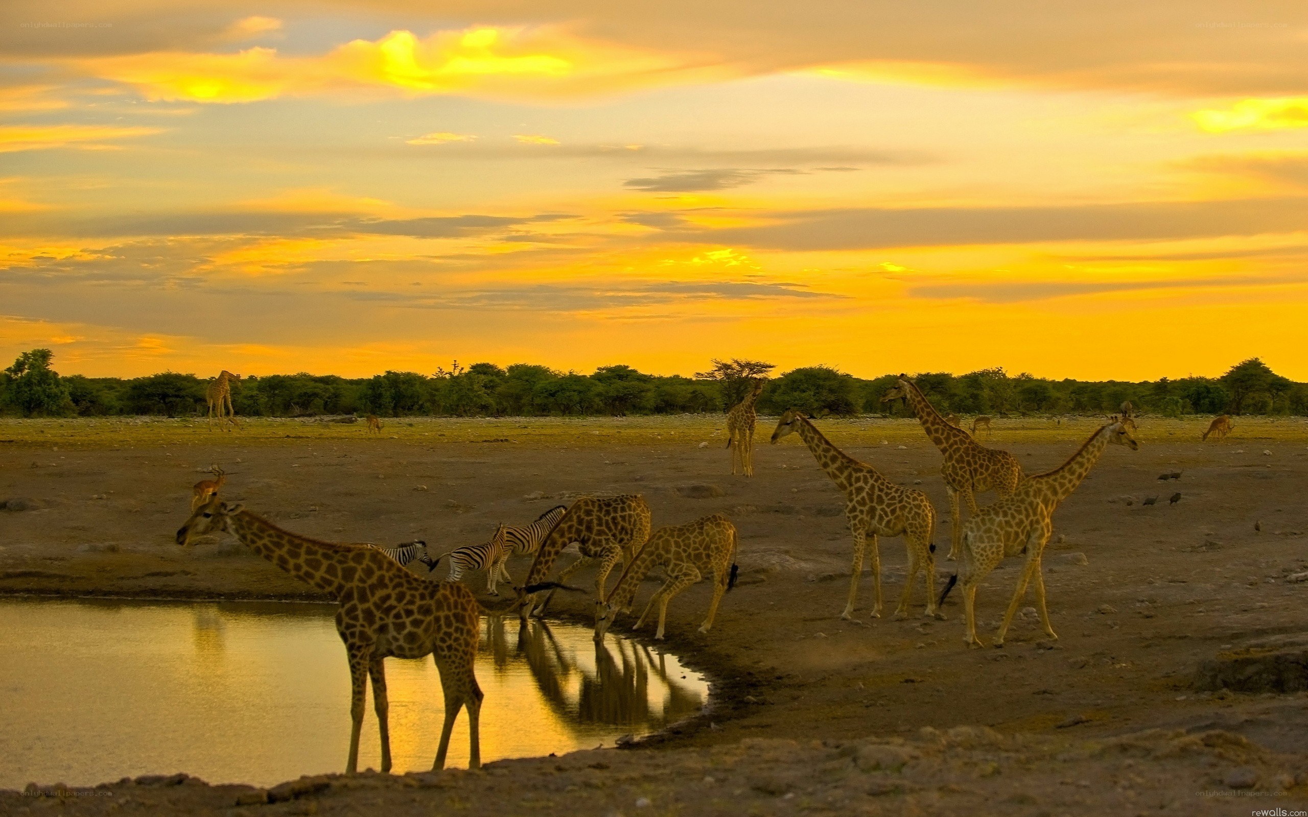 Giraffes at a waterhole