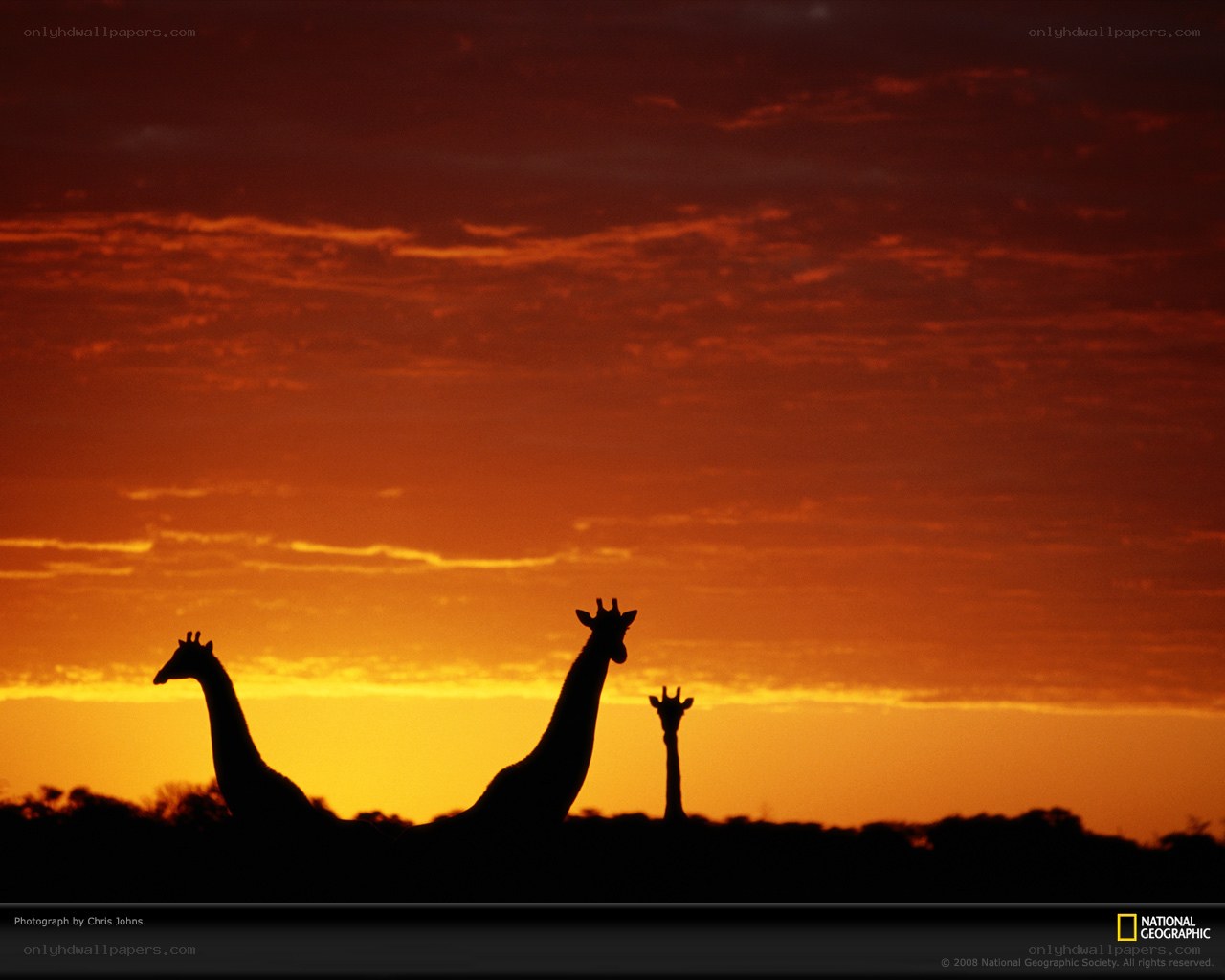 Giraffes at sunset