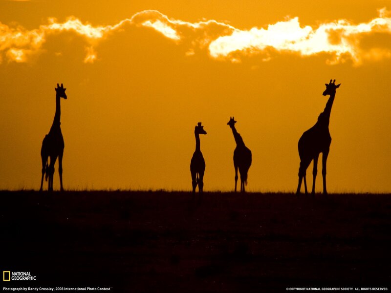 Giraffes at Sunset — Orange, Dramatic, Photograph