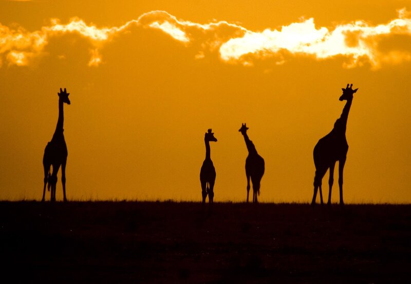 Giraffes at Sunset — Orange, Dramatic