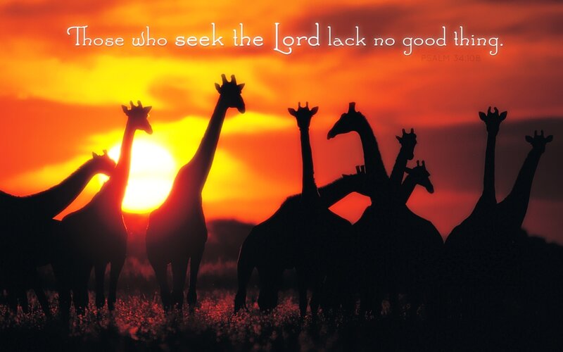 Giraffes at Sunset — Orange, Serene