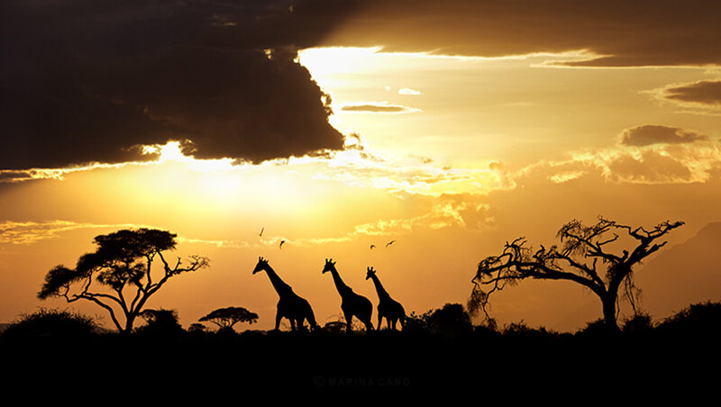 Giraffes at Sunset — Orange