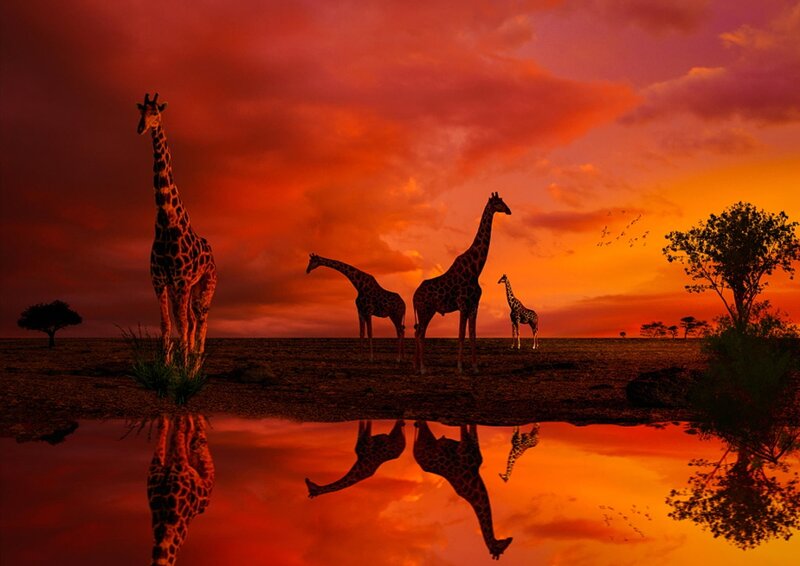 Giraffes at Sunset — Red