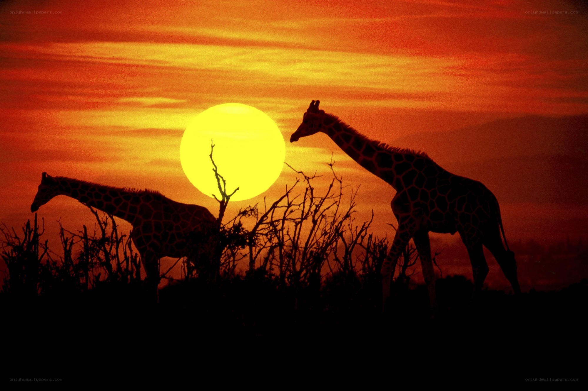 Giraffes at sunset silhouette