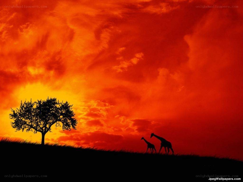 Giraffes at sunset silhouette