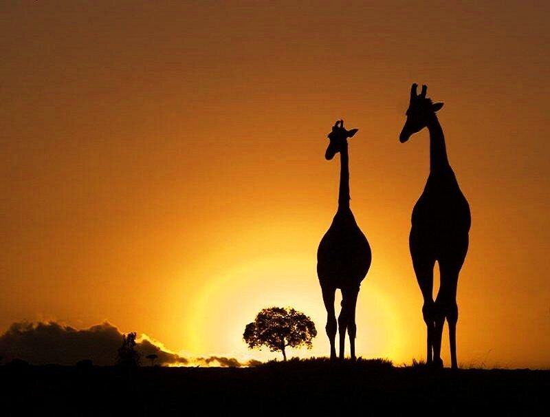 Giraffes at sunset silhouette