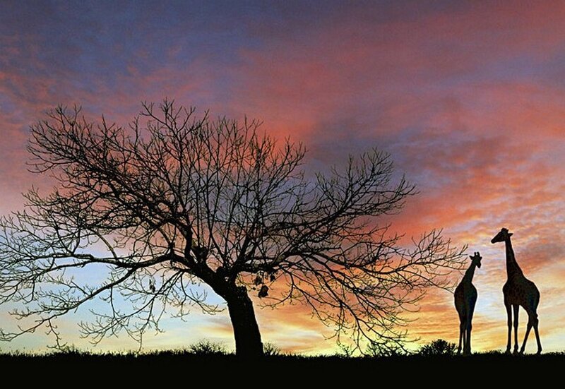 Giraffes at sunset silhouette