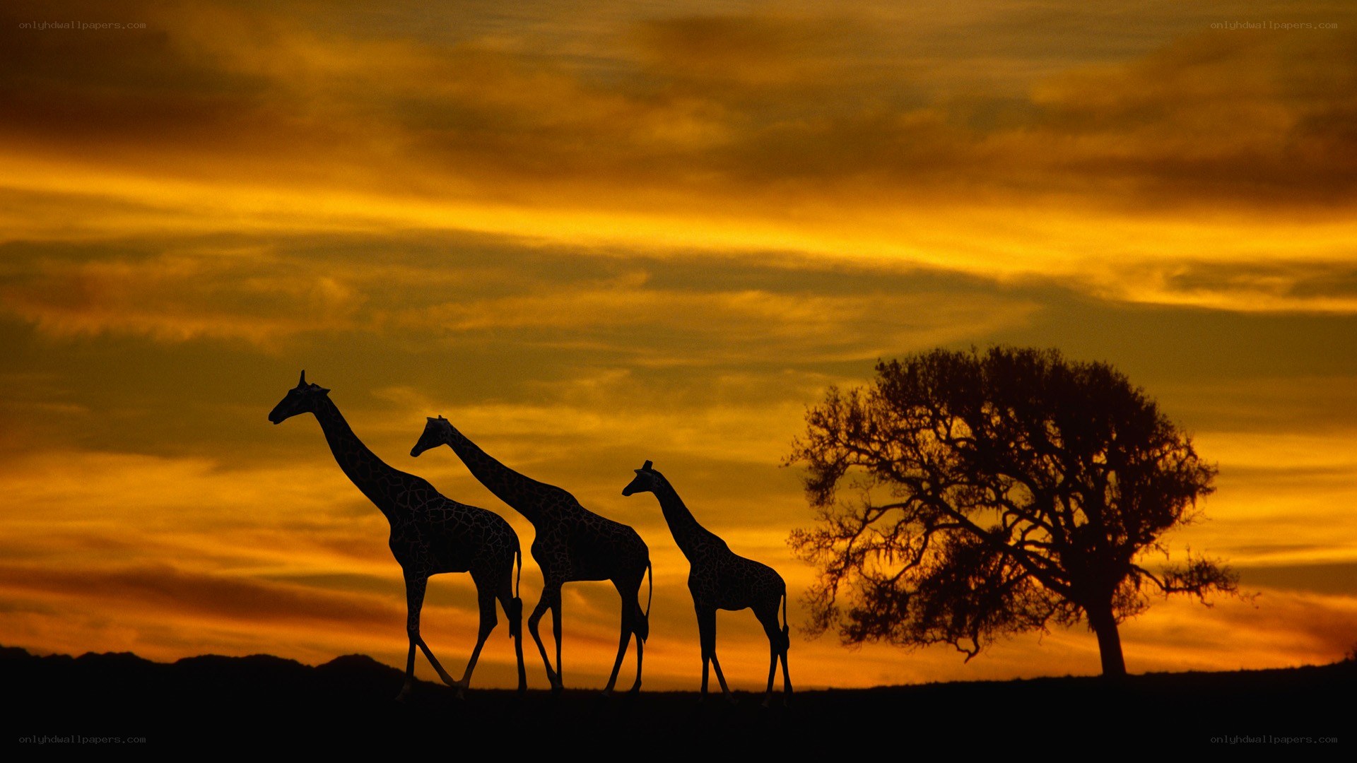 Giraffes at sunset silhouette