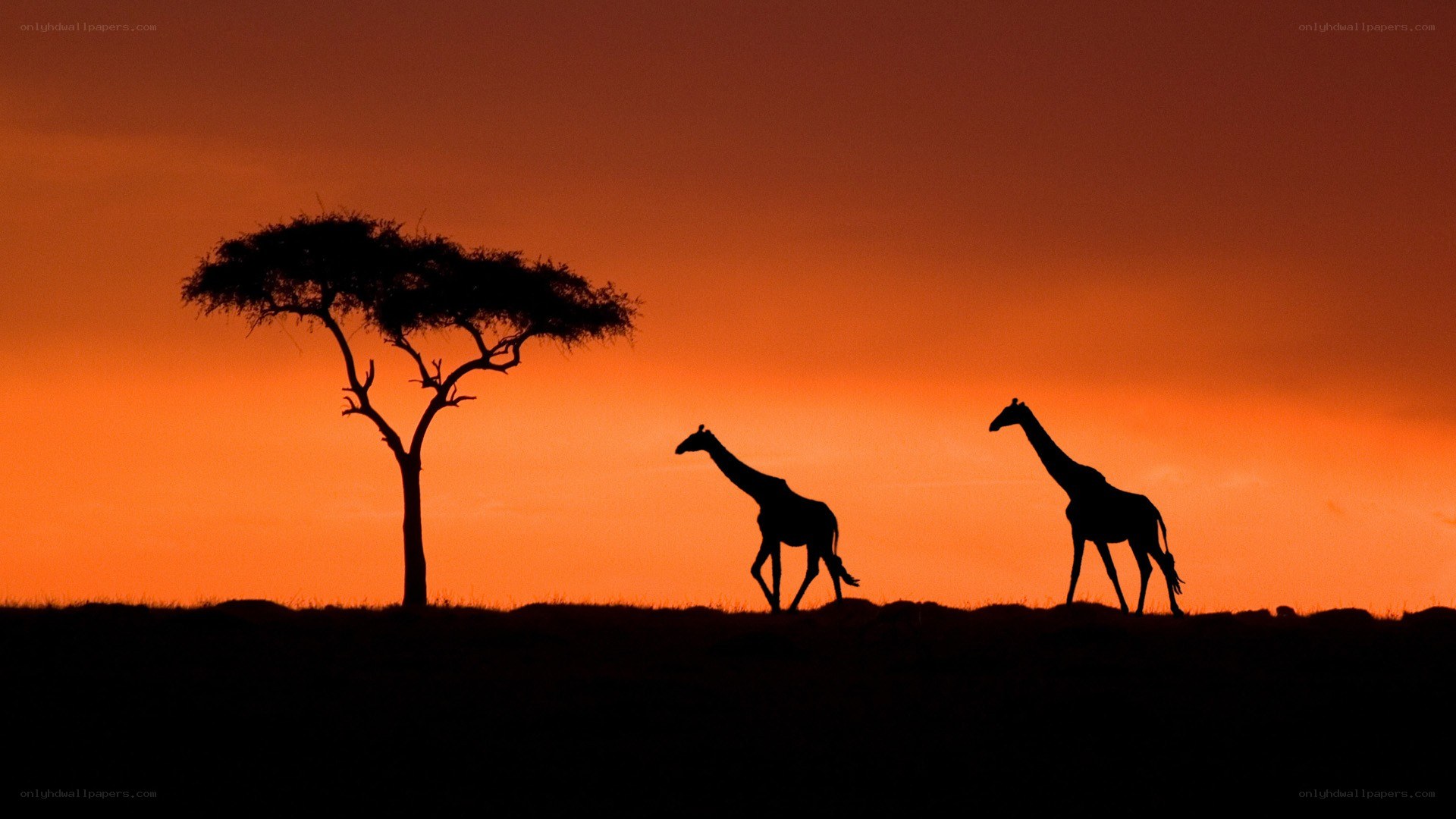 Giraffes at sunset silhouette