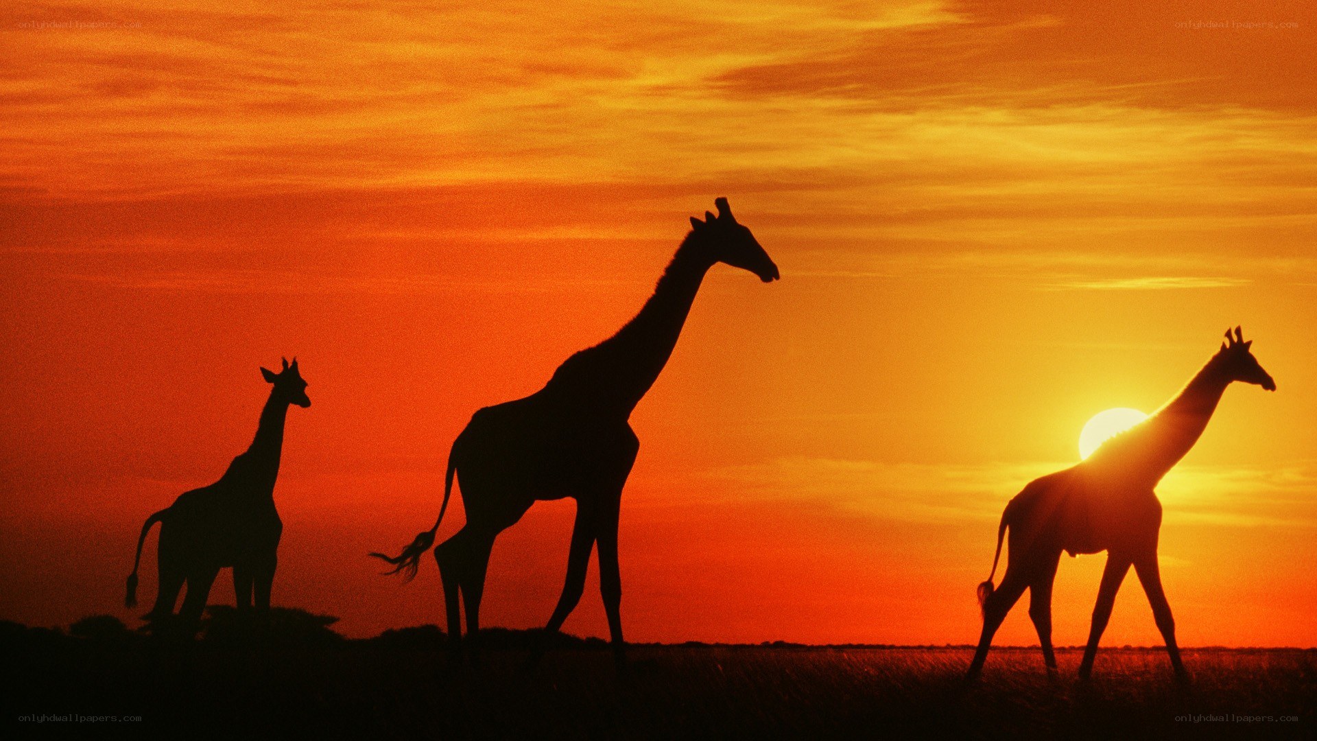 Giraffes at sunset silhouette
