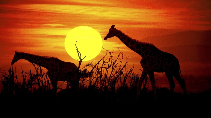 Giraffes at sunset silhouette