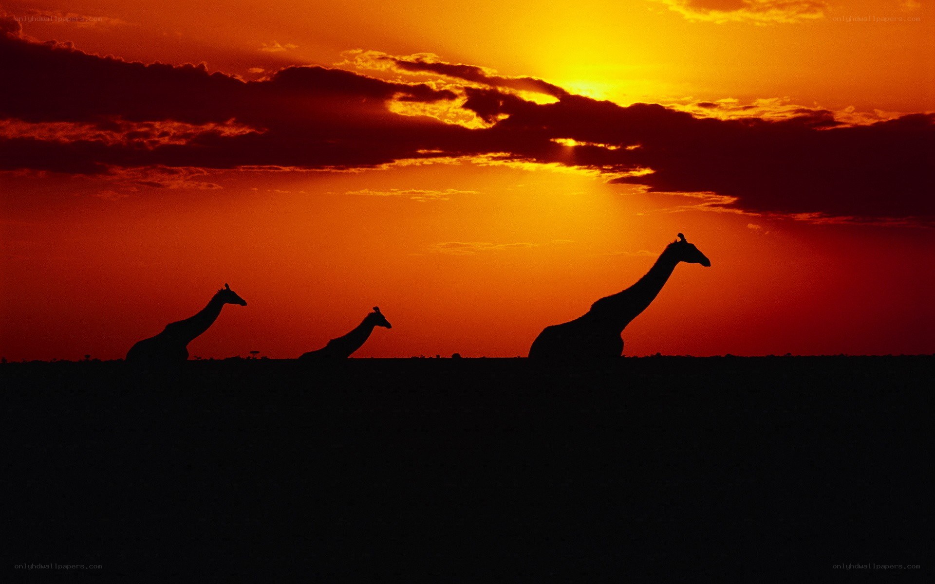 Giraffes at sunset silhouette