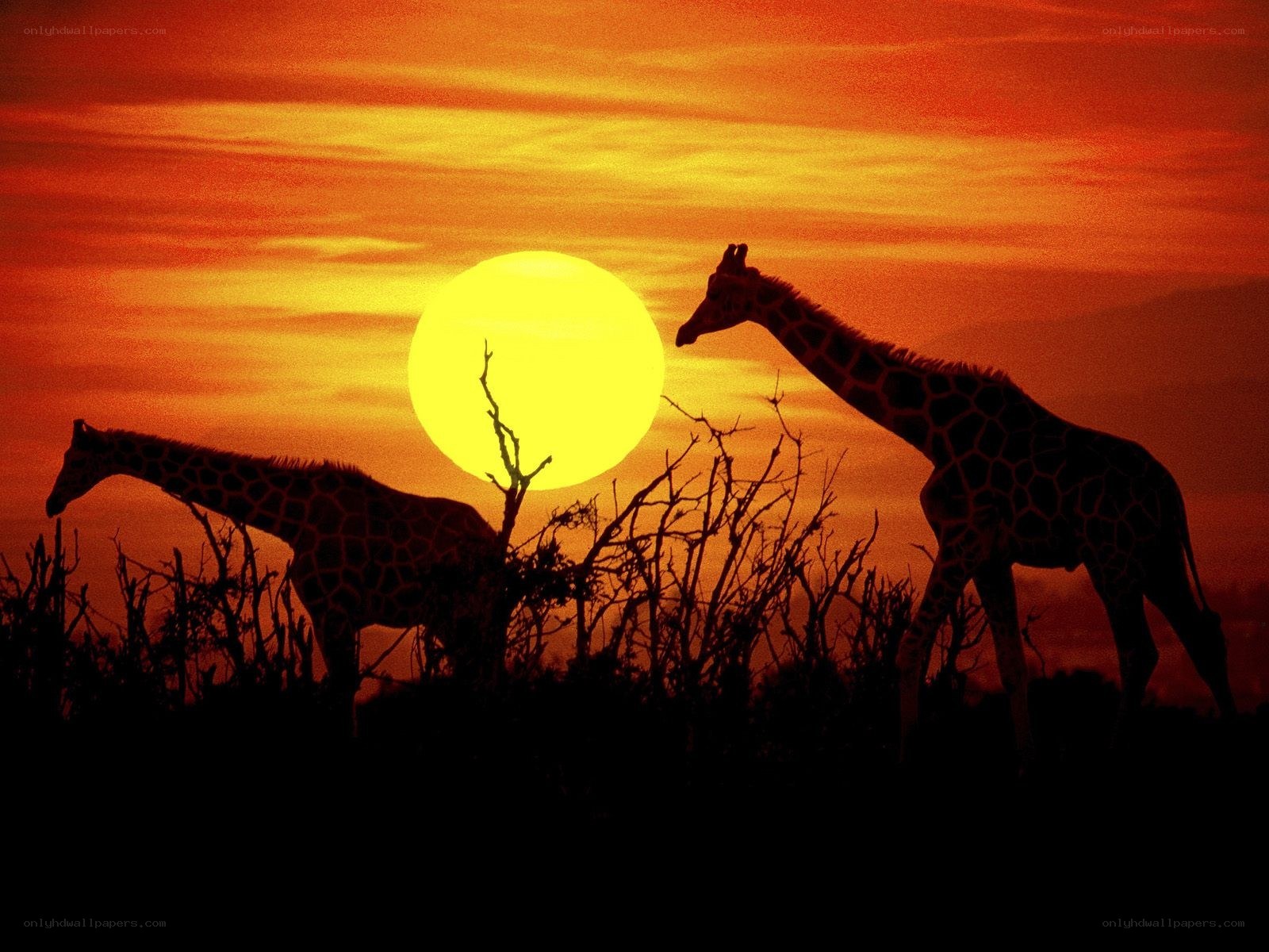 Giraffes at sunset silhouette