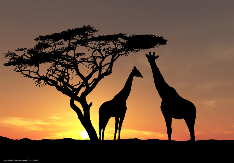 Giraffes at sunset silhouette