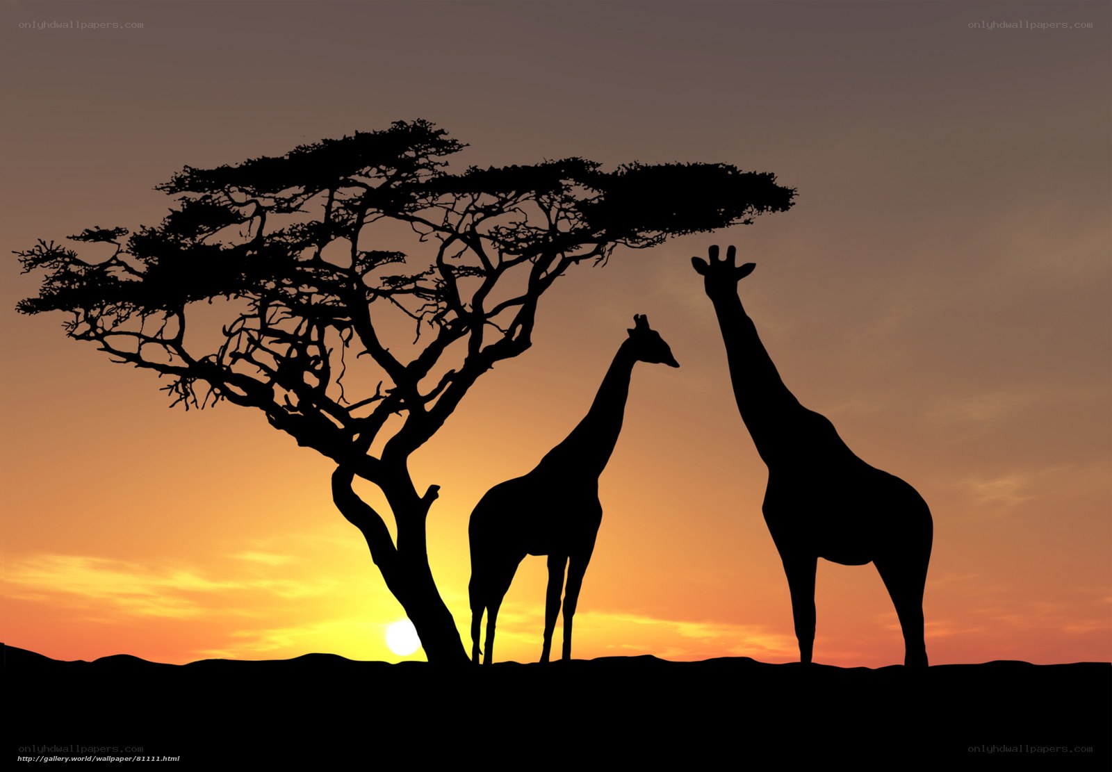 Giraffes at sunset silhouette