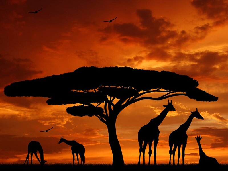 giraffes at sunset under acacia tree