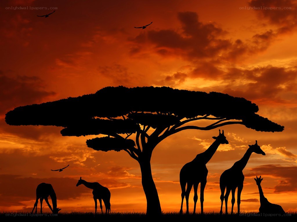 giraffes at sunset under acacia tree