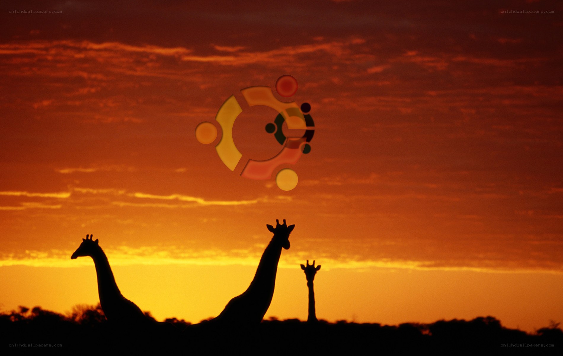 Giraffes at sunset with Ubuntu logo