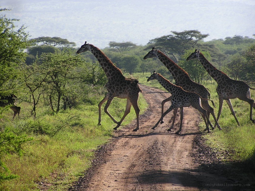 giraffes crossing a dirt road