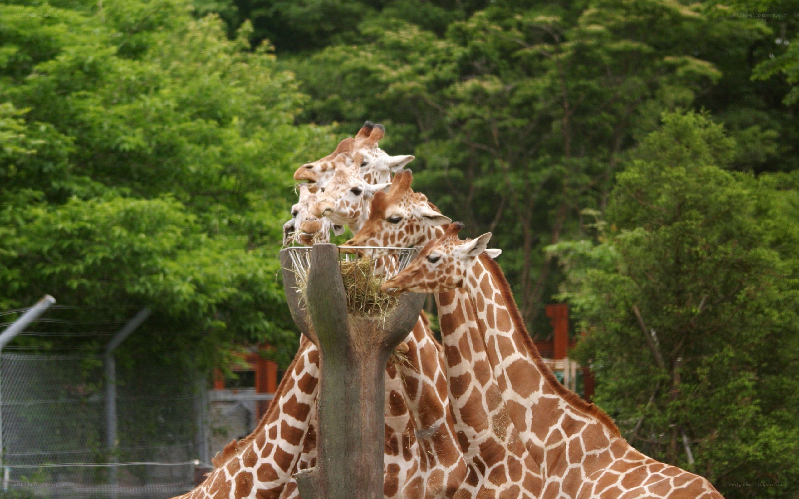 Giraffes eating from a feeder