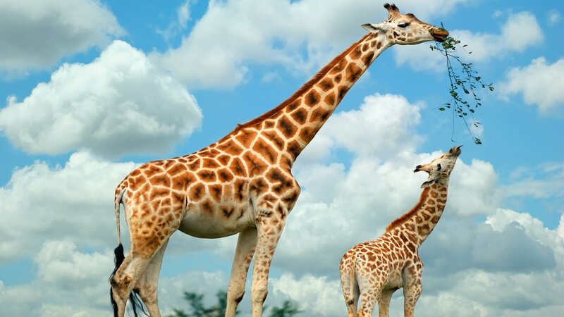Giraffes eating leaves