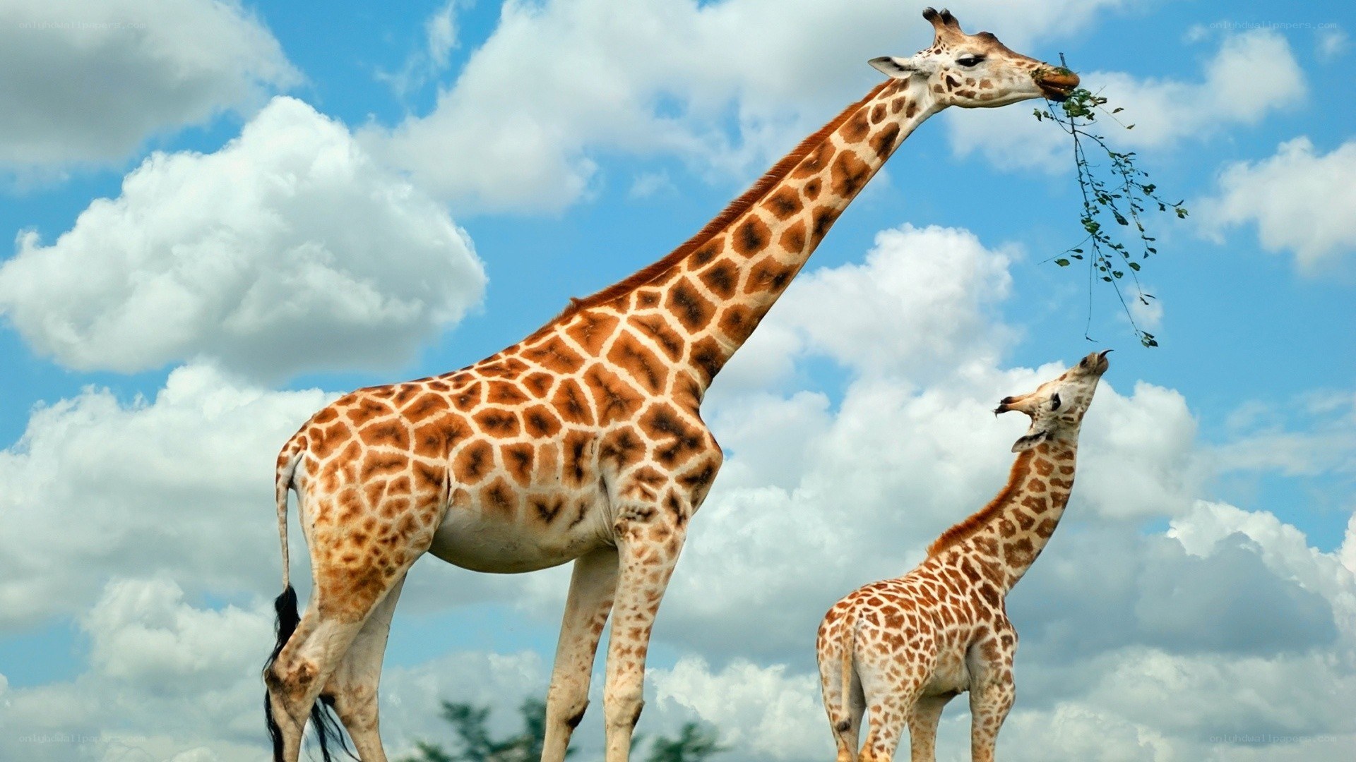 Giraffes eating leaves