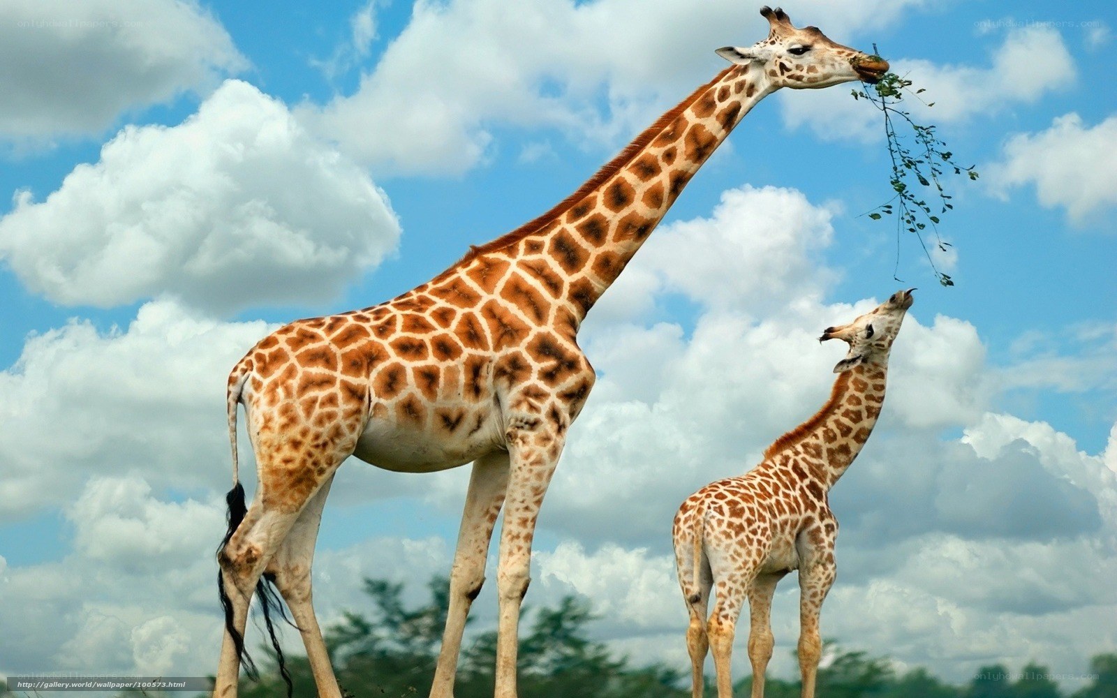 Giraffes eating leaves