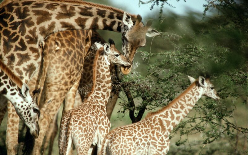 Giraffes feeding in the wild