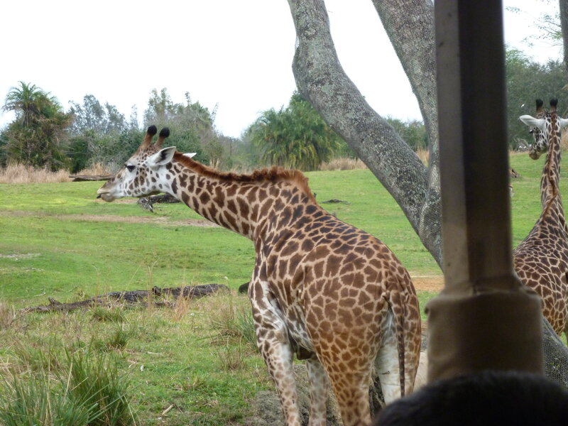Giraffes in a Field — Green
