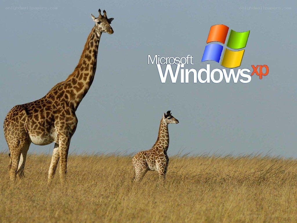 Giraffes in a field