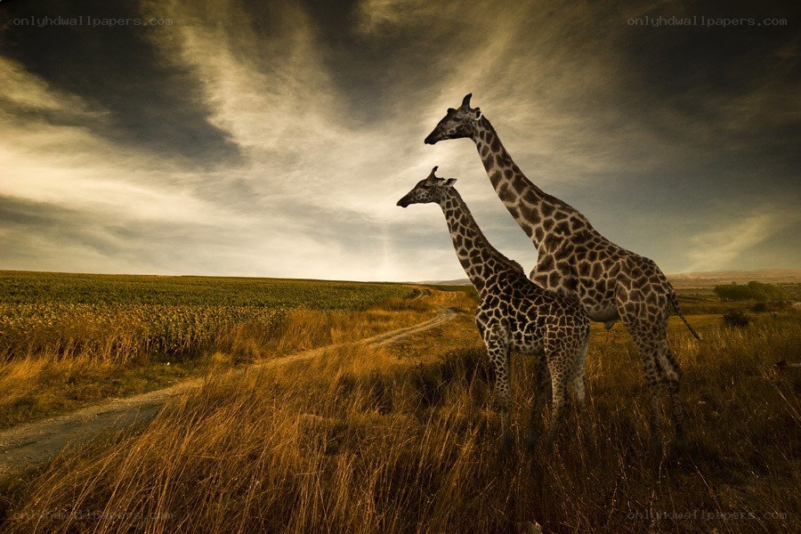 Giraffes in a golden field