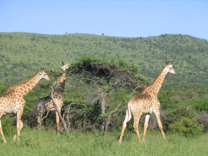Giraffes in a grassy savanna