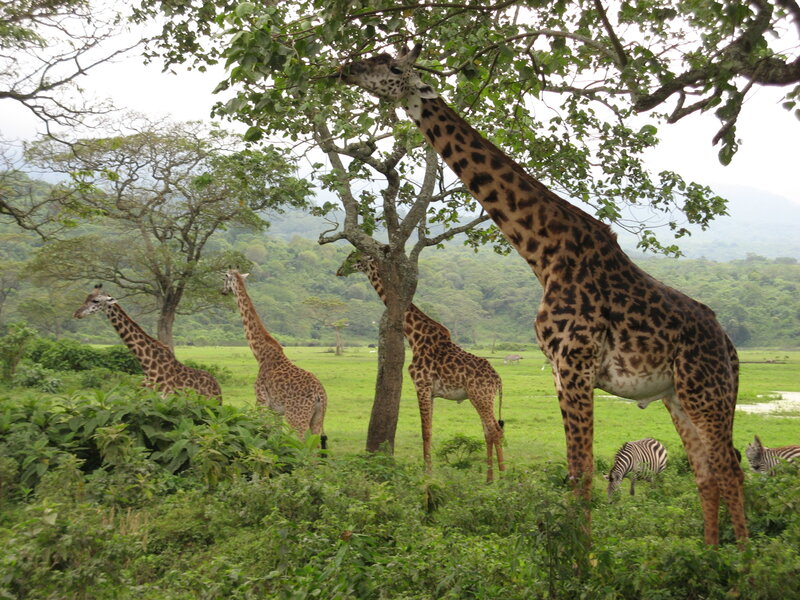 Giraffes in a savanna