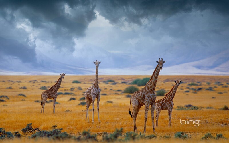 Giraffes in a stormy savanna